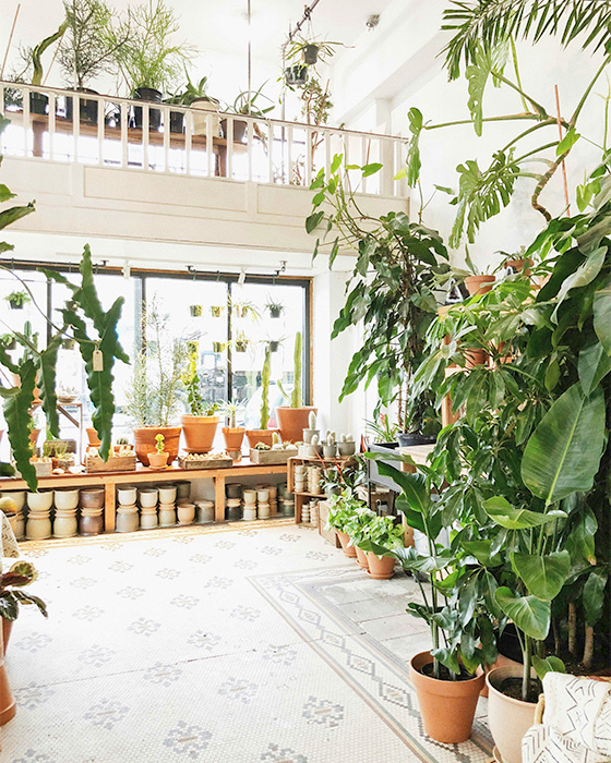 best tall house plants