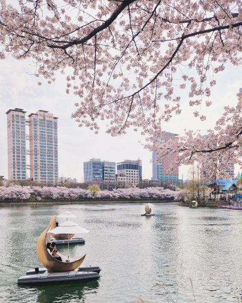 Seokchon Lake Park Cherry Blossom Festival | Spring in Korea